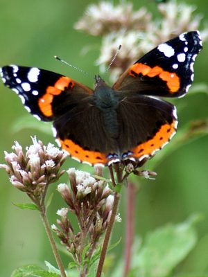 622754_10200593815035420_294832362_o_10200593815035420